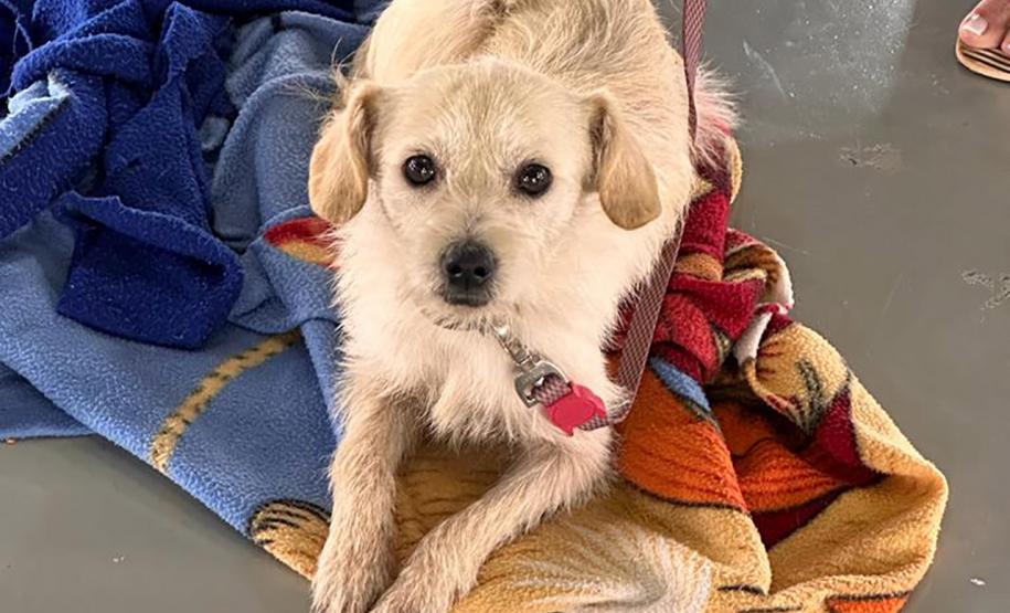 Em quatro meses, CastraPet Paraná atinge 63% dos municípios cadastrados no projeto neste ano