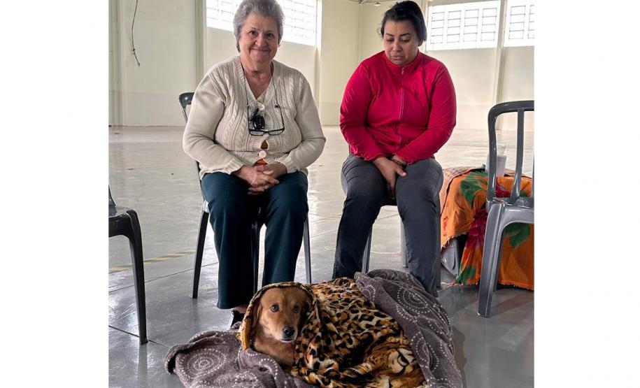 Em quatro meses, CastraPet Paraná atinge 63% dos municípios cadastrados no projeto neste ano