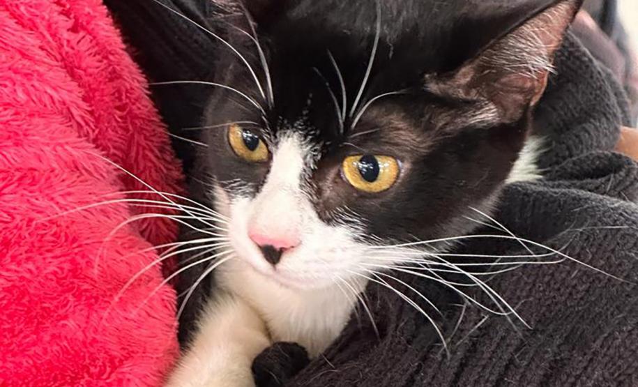 Em quatro meses, CastraPet Paraná atinge 63% dos municípios cadastrados no projeto neste ano