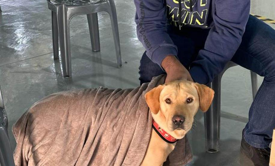 Em quatro meses, CastraPet Paraná atinge 63% dos municípios cadastrados no projeto neste ano