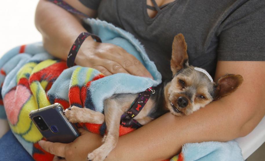 Em quatro meses, CastraPet Paraná atinge 63% dos municípios cadastrados no projeto neste ano