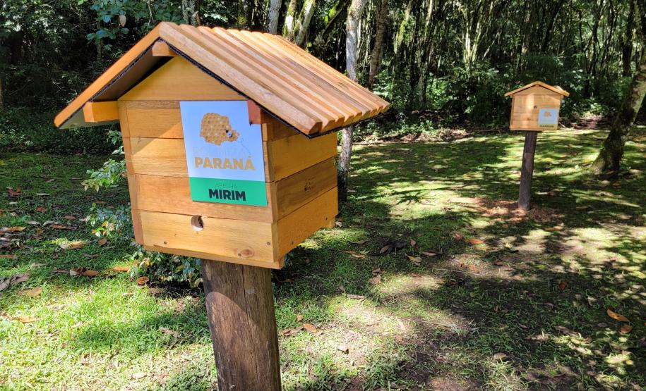 Dia da Abelha: Poliniza Paraná alcança 205 meliponários em todo o Estado