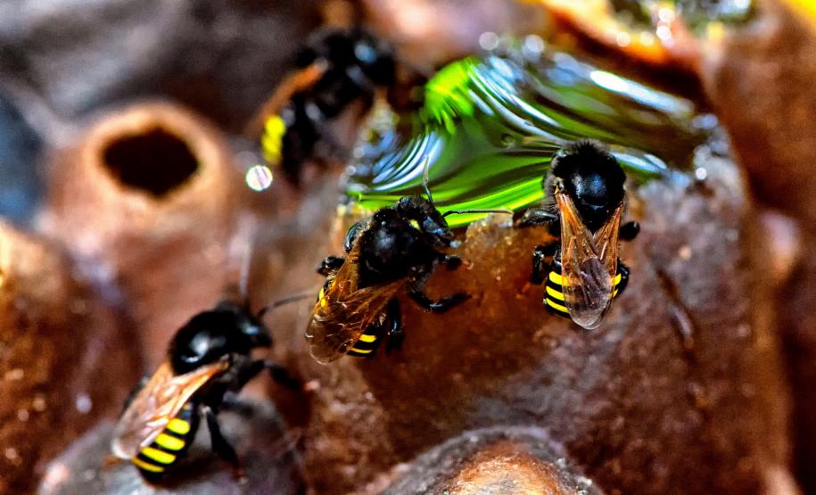 Dia da Abelha: Poliniza Paraná alcança 205 meliponários em todo o Estado