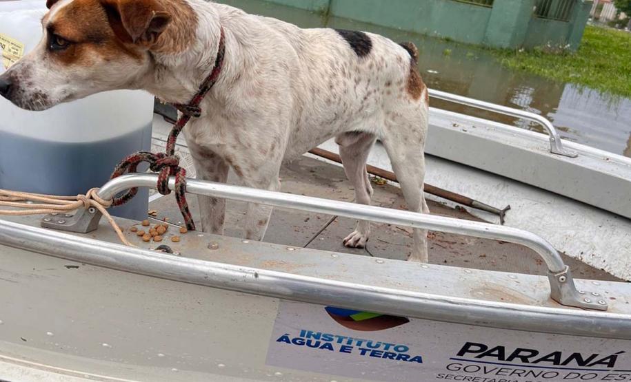 Apoio logístico e resgate de animais: IAT ajuda vítimas da enchente em União da Vitória