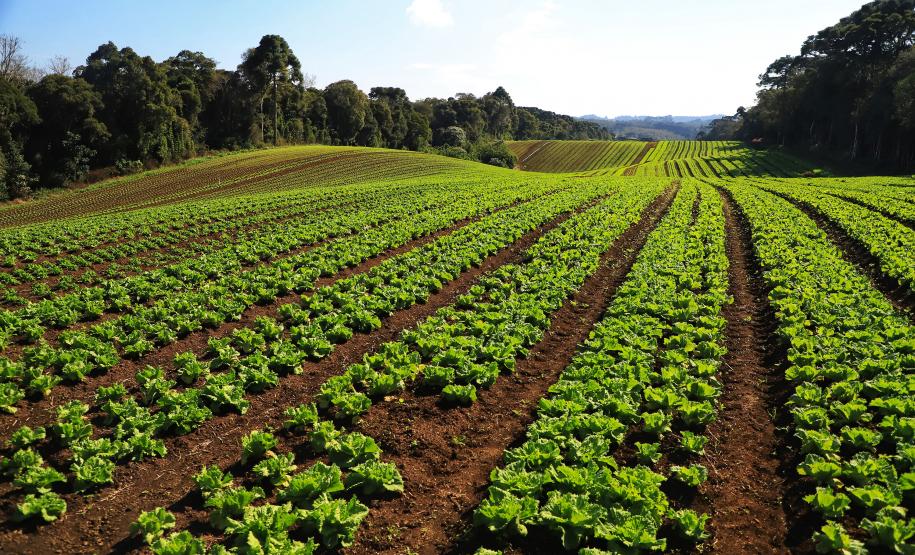 Foto de plantação de baixo risco
