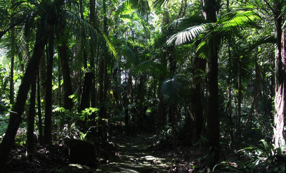 Por precaução em razão da chuva, três parques da região de Curitiba ficarão fechados neste fim de semana.