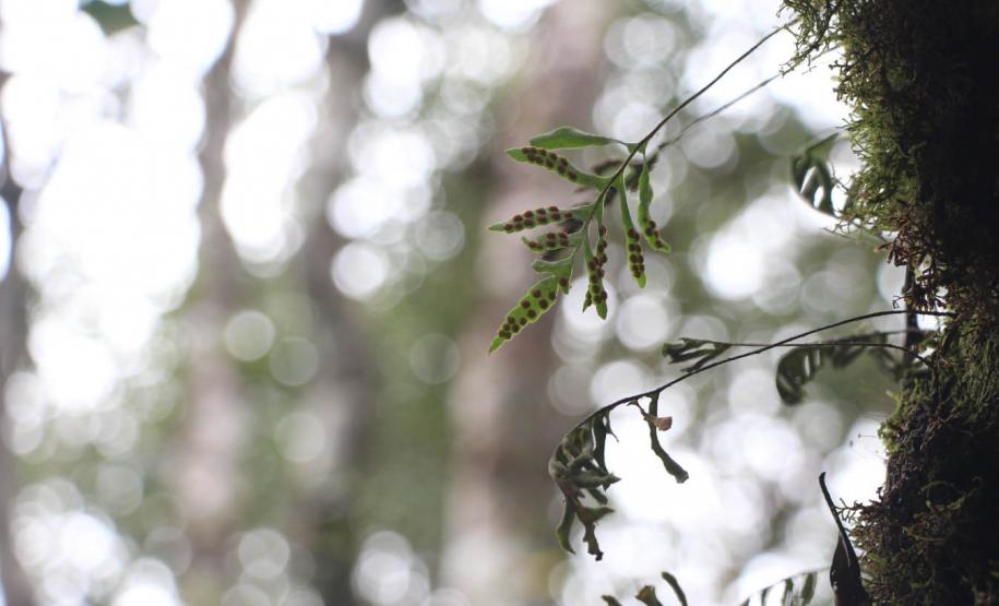 Por precaução em razão da chuva, três parques da região de Curitiba ficarão fechados neste fim de semana.