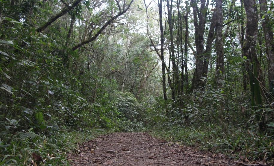 Por precaução em razão da chuva, três parques da região de Curitiba ficarão fechados neste fim de semana.