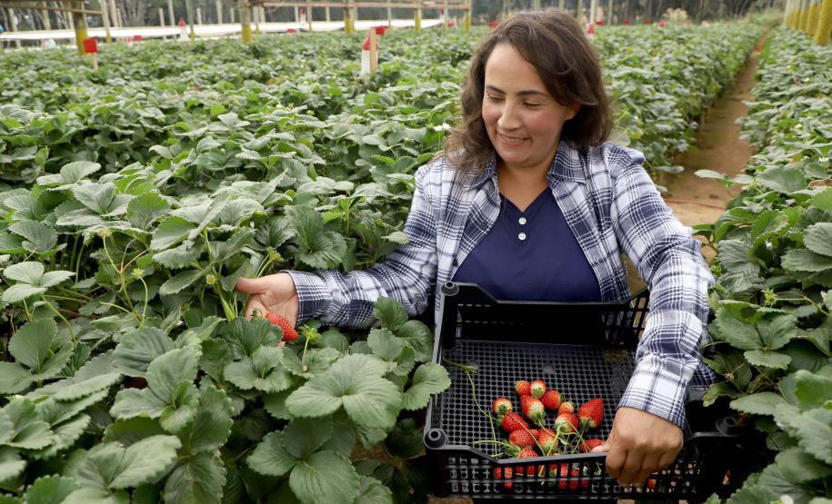 Foto de plantação de baixo risco