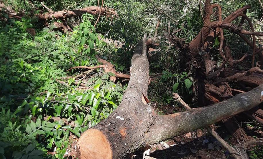 Foto de área desmatada