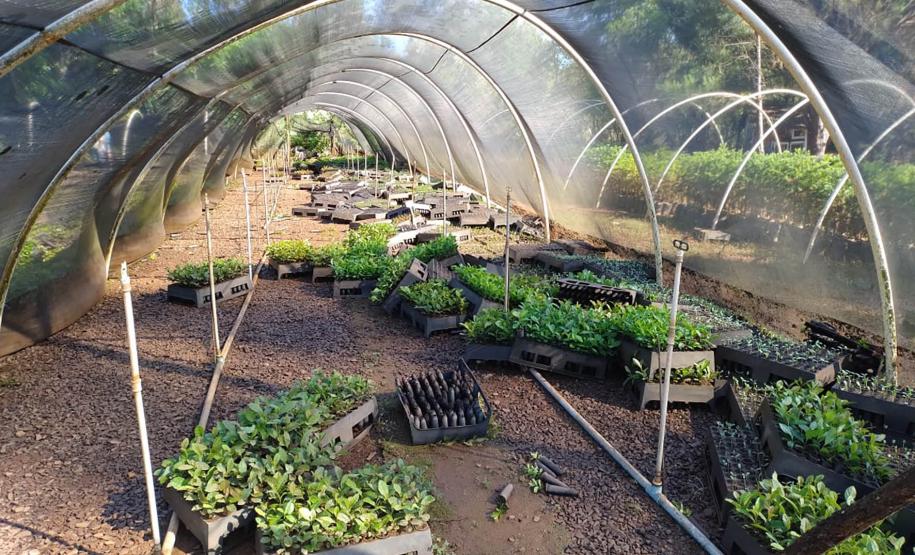 Foto de viveiro danificado pela chuva