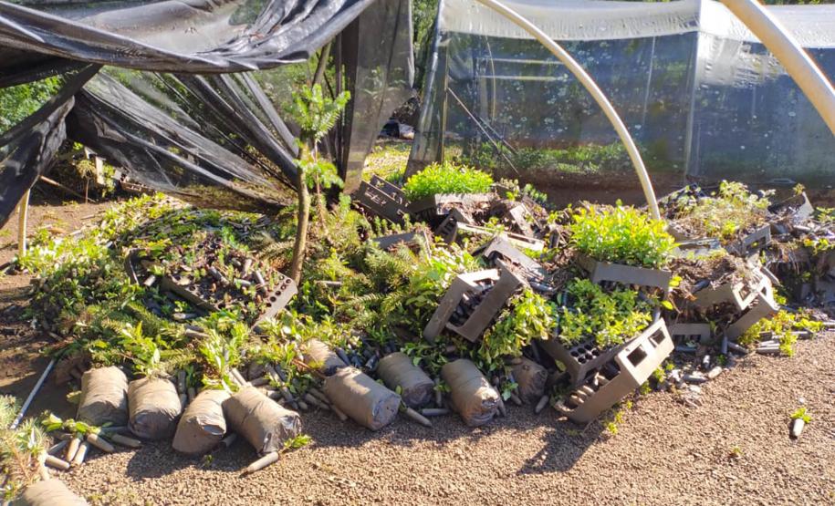 Foto de viveiro danificado pela chuva