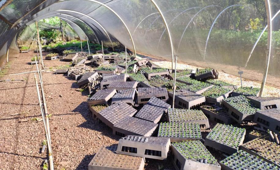 Foto de viveiro danificado pela chuva