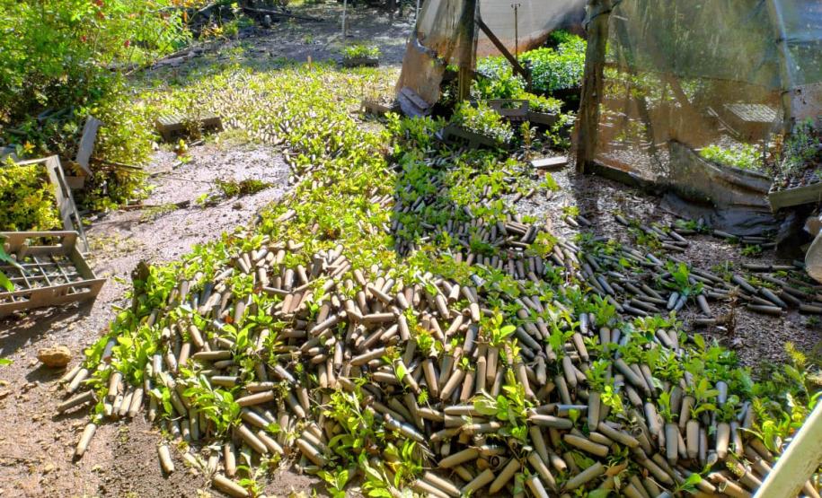 Foto de viveiro danificado pela chuva