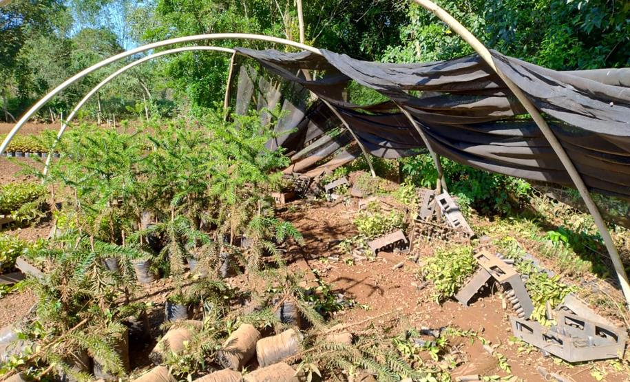 Foto de viveiro danificado pela chuva