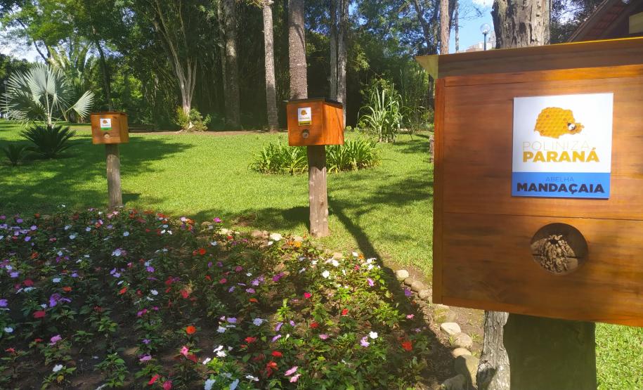Dia da Abelha: Poliniza Paraná alcança 205 meliponários em todo o Estado