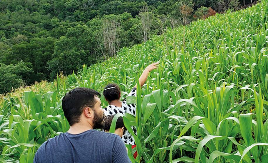 Foto de plantação de baixo risco