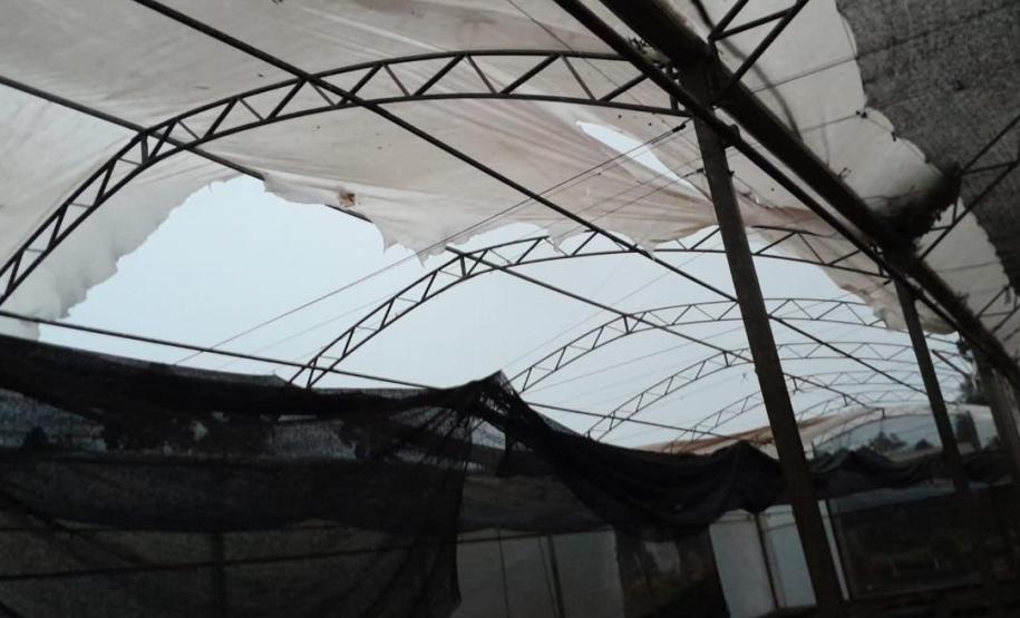 Cobertura do viveiro de Cascavel rasgada pelo tornado