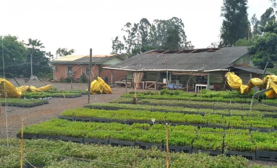 Viveiro de Cascavel afetado pelo tornado
