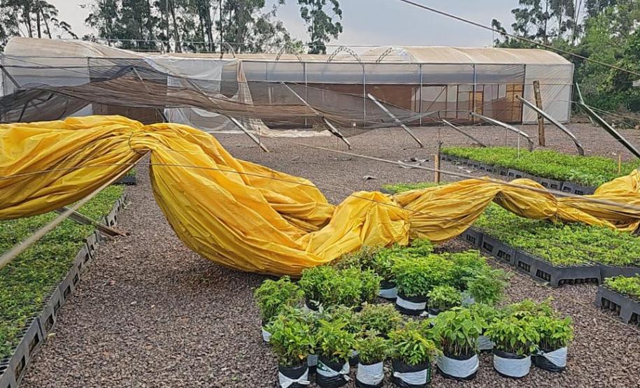 Lona amarela tombada sobre as mudas do viveiro de Cascavel