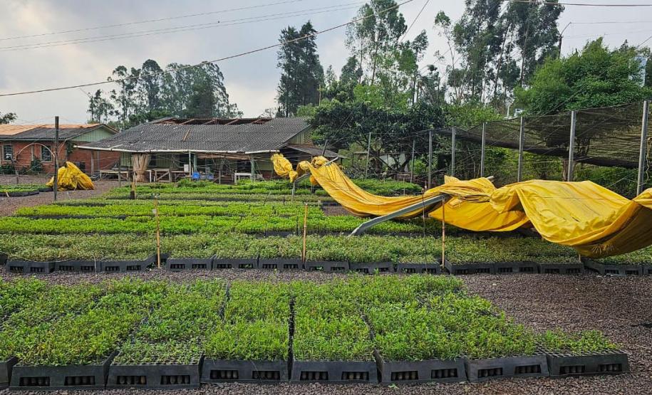 Lona amarela tombada sobre as mudas do viveiro de Cascavel