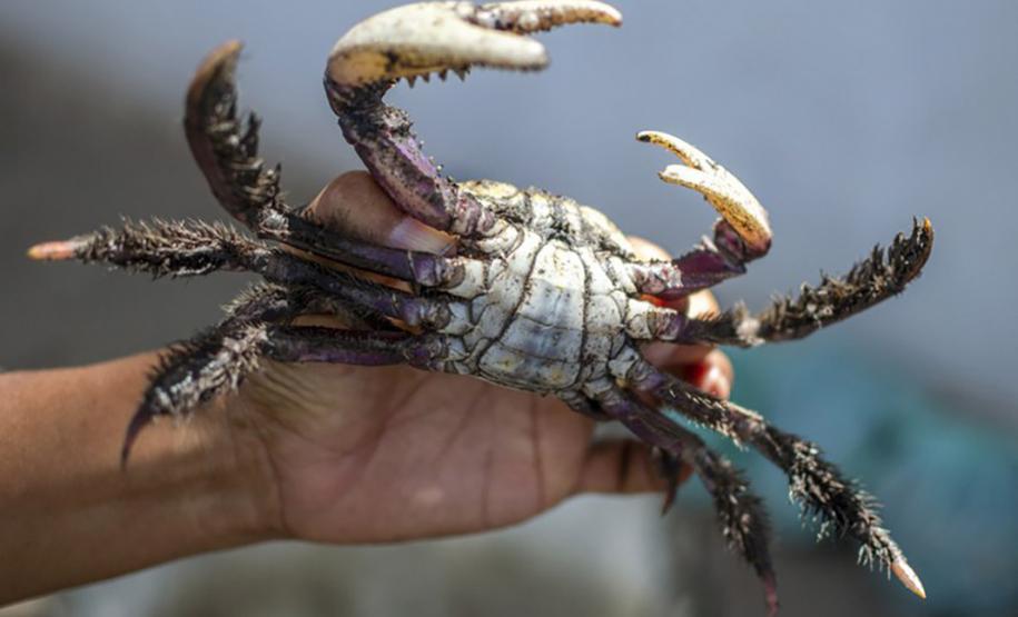 Caranguejo segurado por mão humana