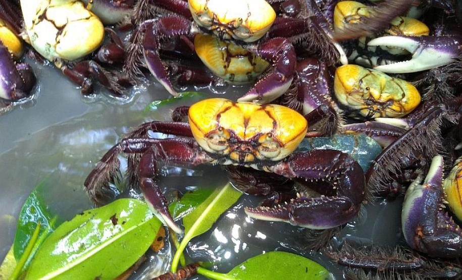 Grupo de caranguejos em habitat natural