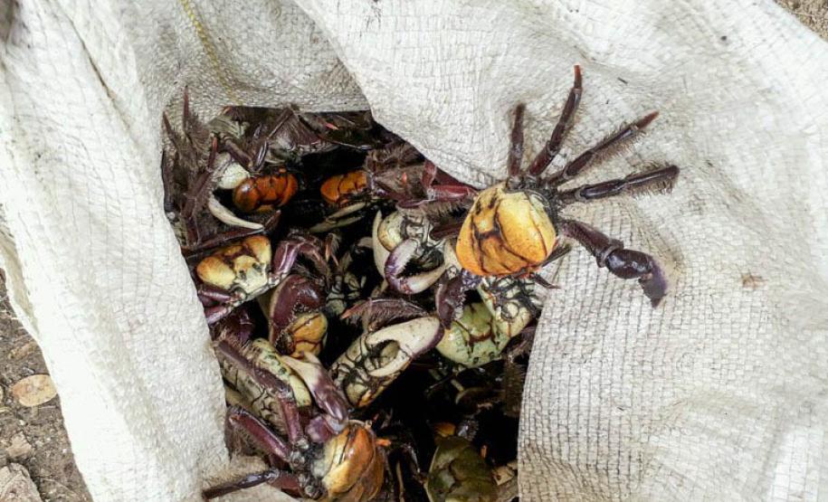 Grupo de caranguejos em uma sacola