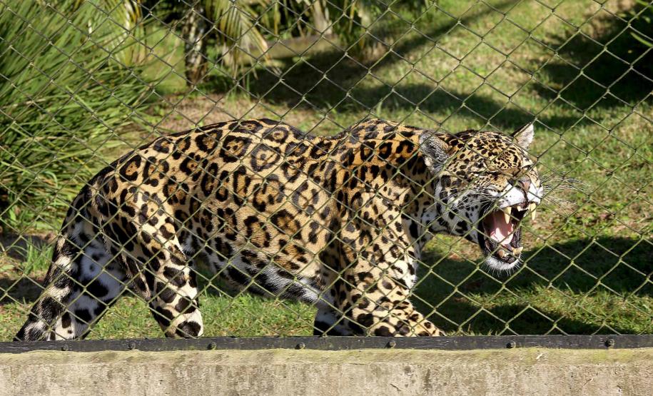 Onça- pintada rugindo