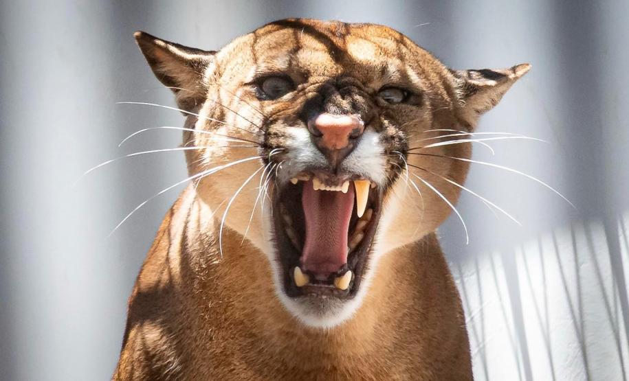 Onça/ puma rugindo