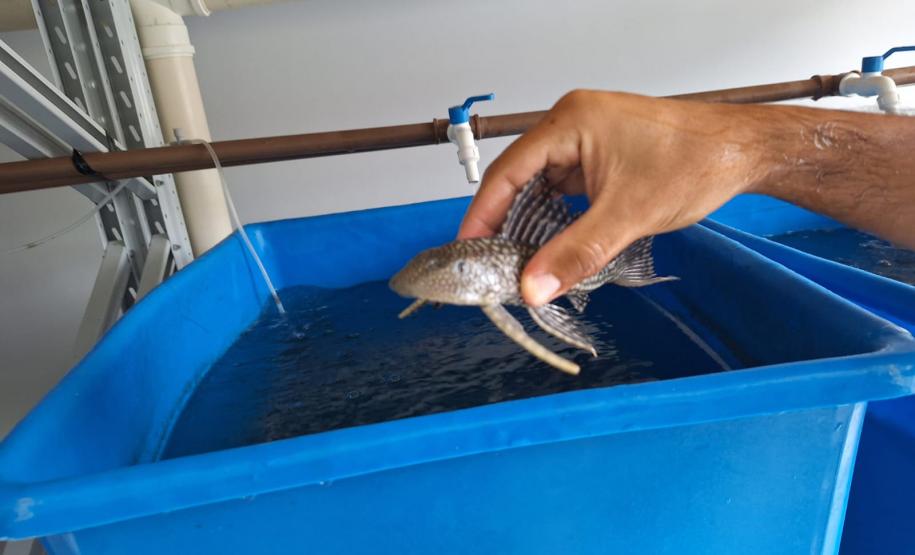 MÃO HUMANA SEGURANDO PEIXE ALEVINO