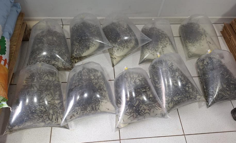 ALEVINOS EM SACOS DE ÁGUA
