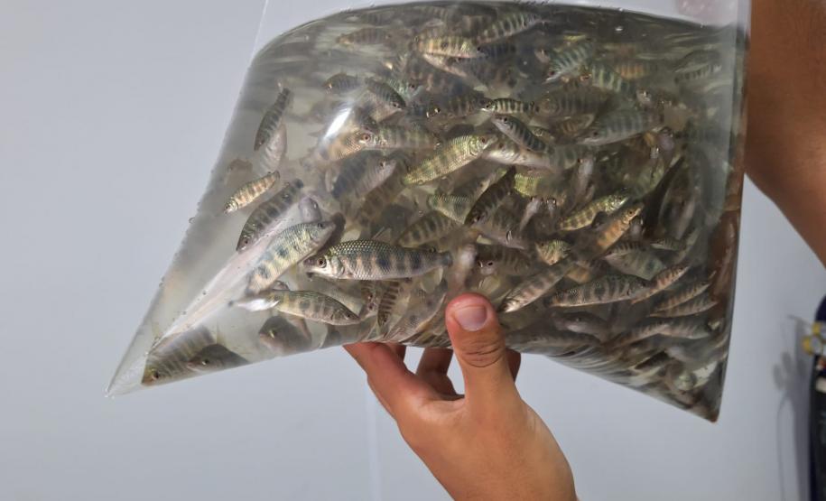 MÃOS HUMANAS SEGURANDO ALEVINOS EM UM SACO DE ÁGUA