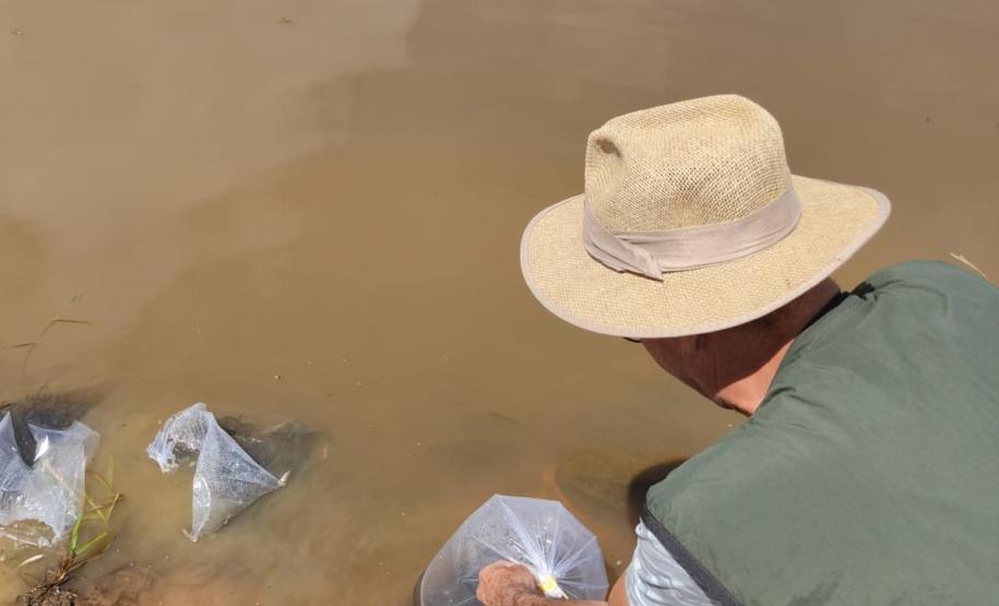 REPRESENTANTE DO IAT CONTEMPLANDO A SOLTURA DOS ALEVINOS