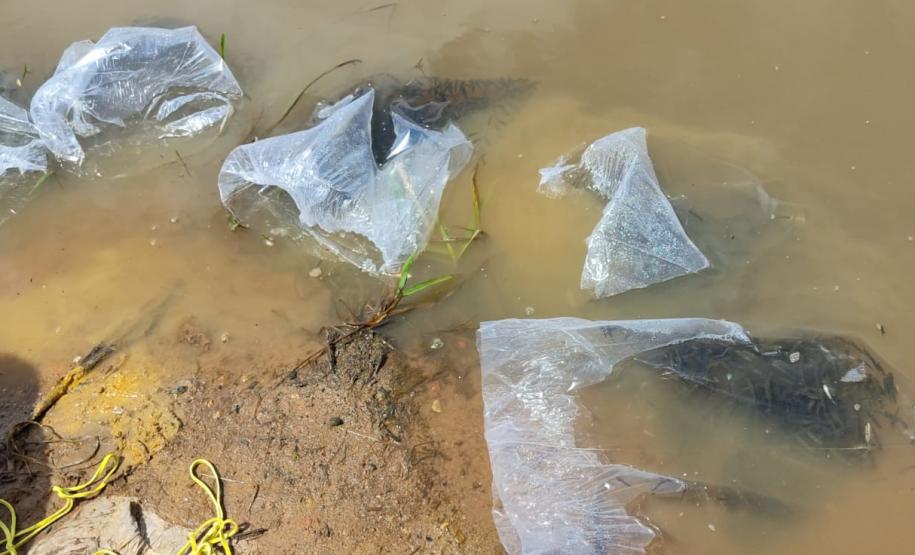 ALEVINOS SOLTOS EM LAGO