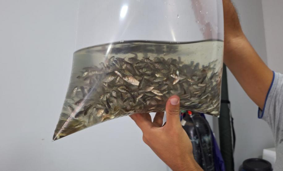 MÃOS HUMANAS SEGURANDO ALEVINOS EM UM SACO DE ÁGUA