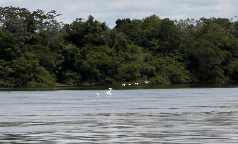Rio paranaense acomodando a fauna local com vegetação ao fundo