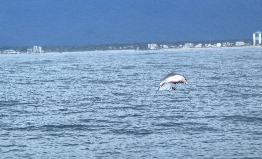 Tetrápode saltando na água do mar