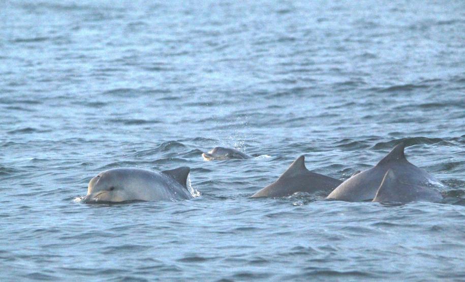 Grupos de tetrápodes no mar