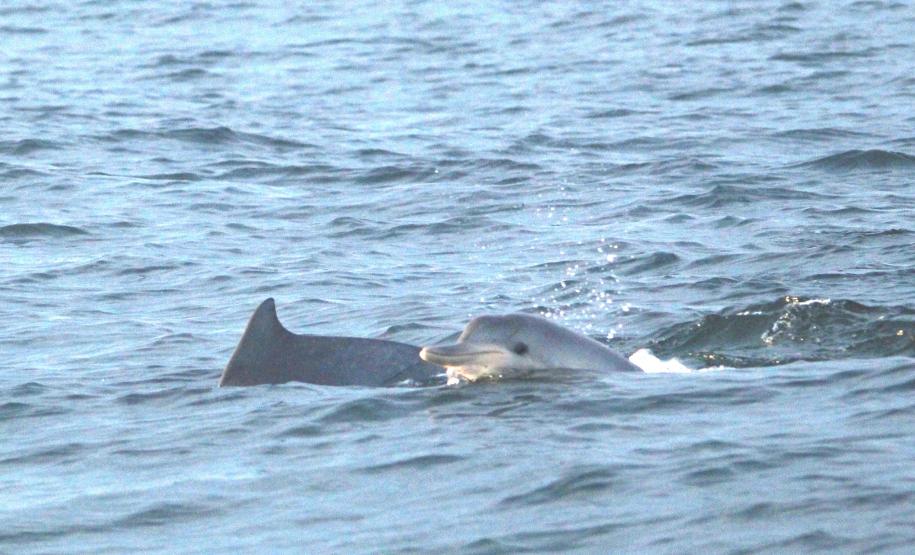 Dois tetrápodes no mar