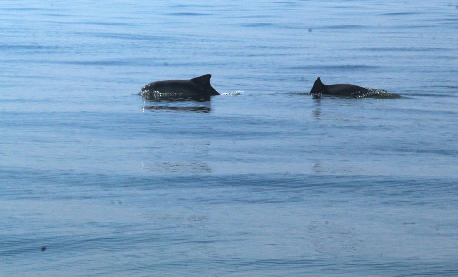 Dois tetrápodes em meio ao mar