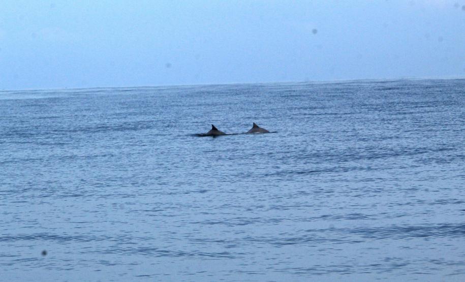 barbatanas de tetrápodes em meio ao mar
