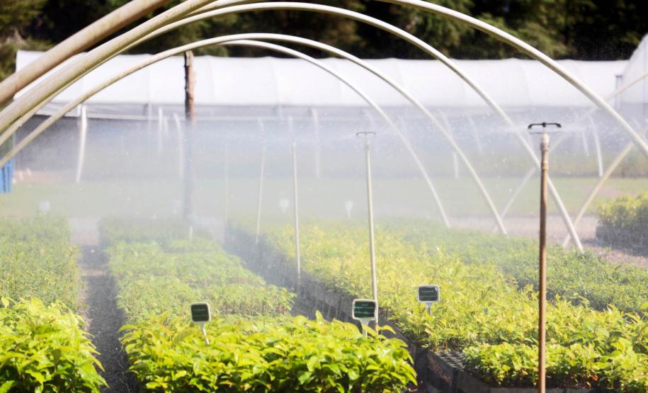 Foto de viveiro do IAT