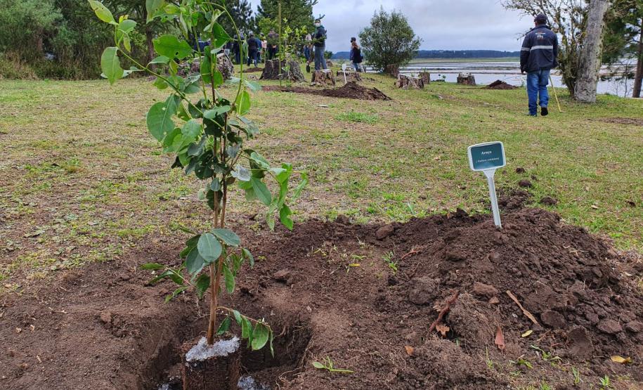 Foto de muda plantada