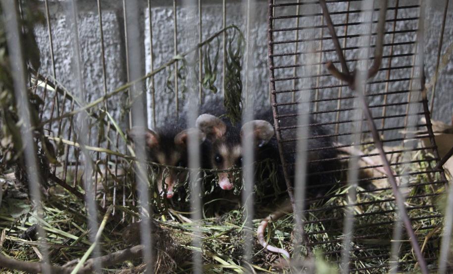 Foto de gambás resgatados