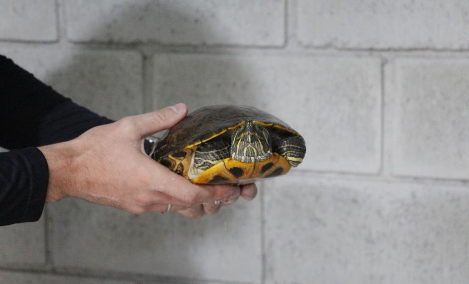 Foto de pessoa segurando tartaruga