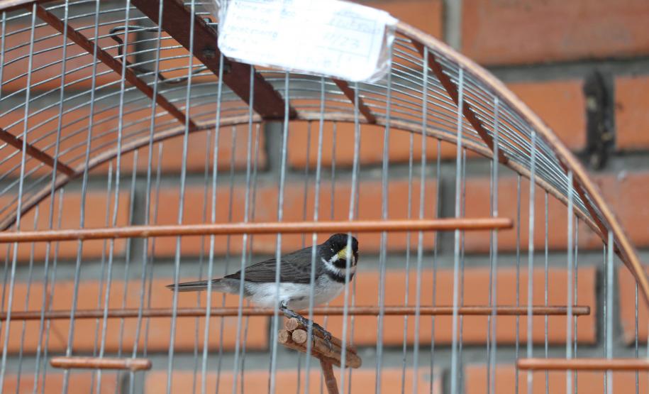 Foto de pássaro em gaiola