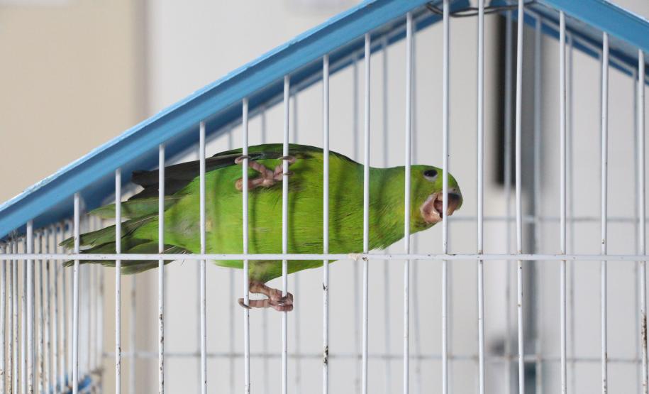 Foto de pássaro em gaiola