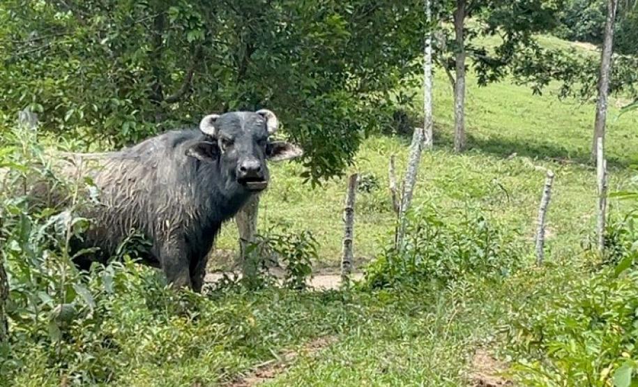 Gado em área irregular