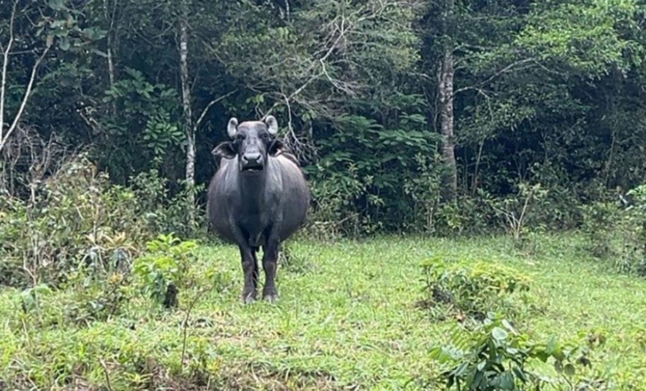 Gado em área irregular